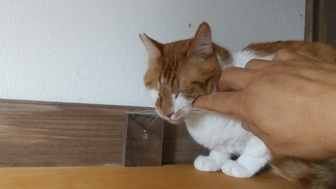 かぼちゃ３日目 (2)