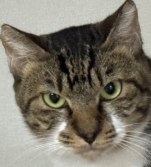 マンボ決め顔アップ