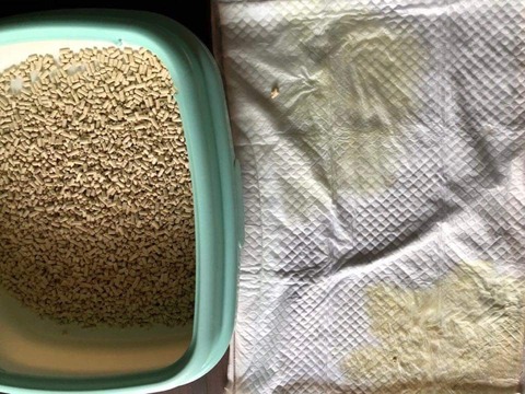 キャリーズのトイレ