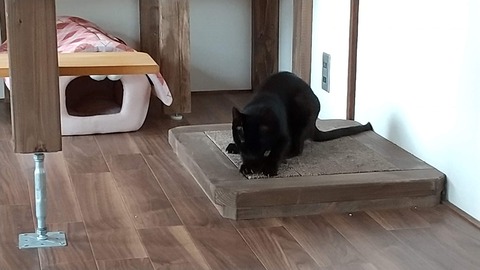 カカオレオ初日２