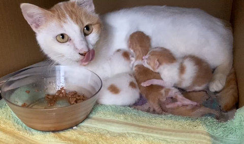 スクリーンショット 2025-05-25 205400