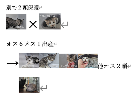 ぐうじ×きなこ系統図