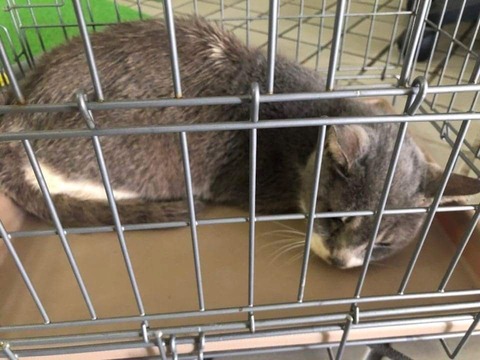 おじいちゃん初日