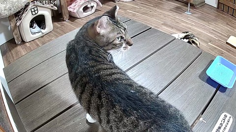 9月23日(入室25日目定点カメラ)1