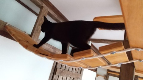 カカオレオ初日４