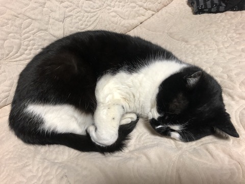 猫2