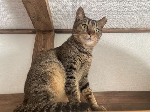 OBアビ宣材縮小