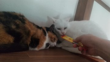 GTyN7XGaEAAYogU