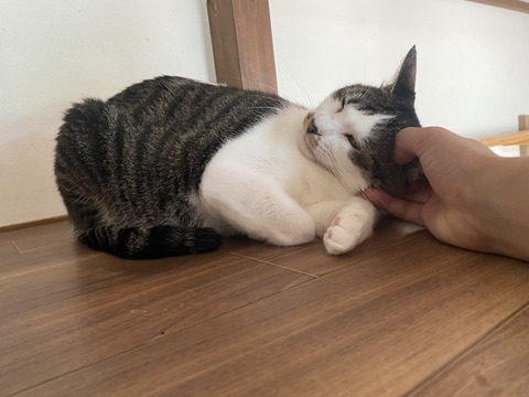 GVuMEfIawAAAecJ