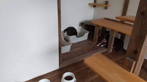 カカオレオ初日３