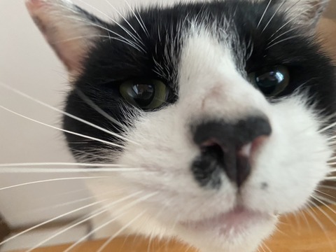 パンダ宣材写真