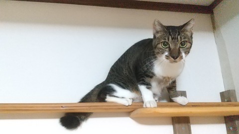 マンボ入室直後（宣材写真）