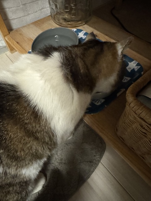 チャウ譲渡当日 (1)