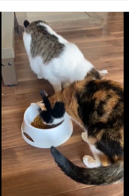 スクリーンショット 2025-05-22 210100