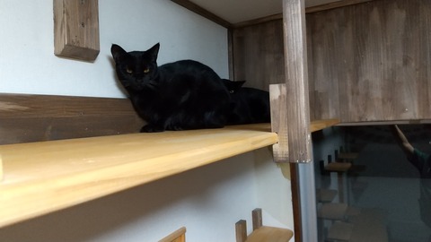 カカオラストフォト