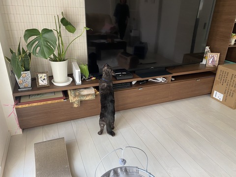 譲渡時のガッツ１