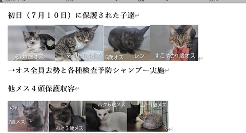 初日に来た猫スクショ