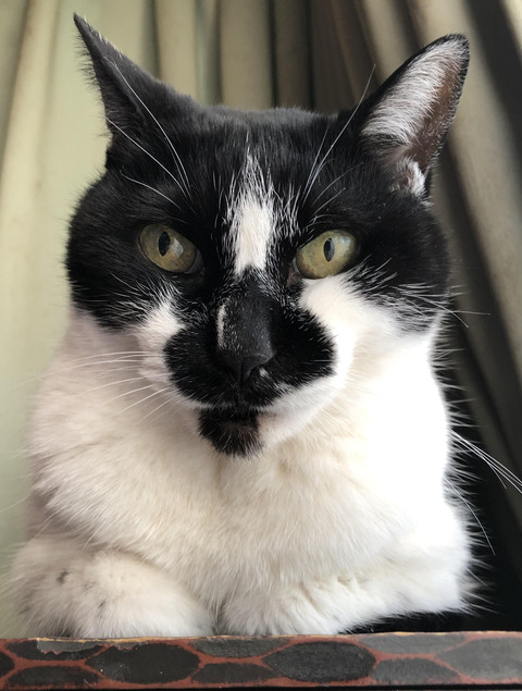 猫1