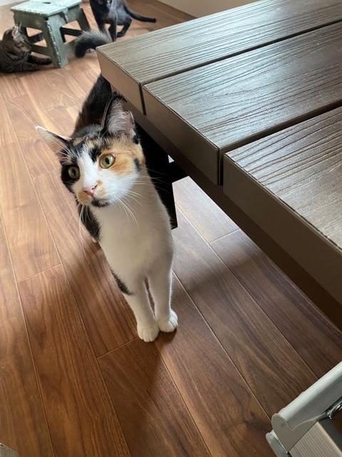 OBミケ宣材縮小