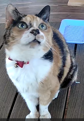 所長の動画鑑賞