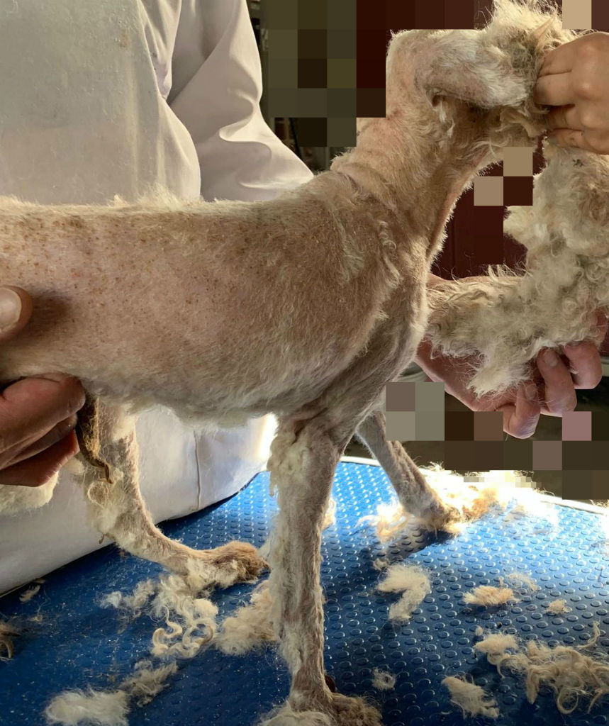 社会問題 物凄い全身毛玉のトイプードルの毛刈り From訪問アニマルクリニック浜口 仙台往診専門動物病院 訪問アニマルクリニック浜口