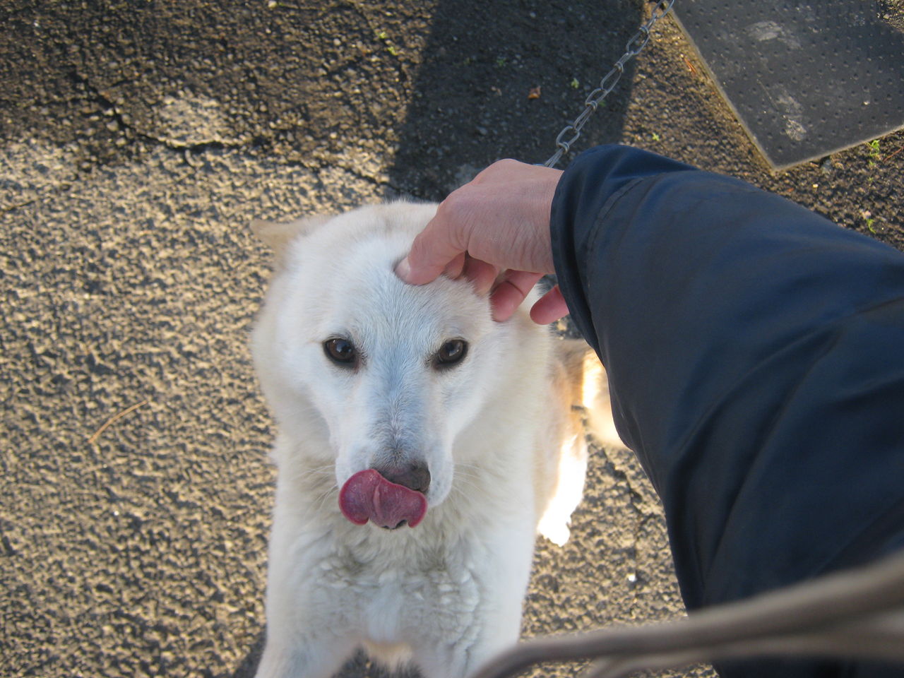 里親 ジモティー 犬