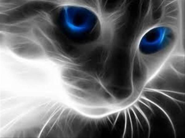 淡々と瞳のきれいな猫の画像を貼る クピドの時間