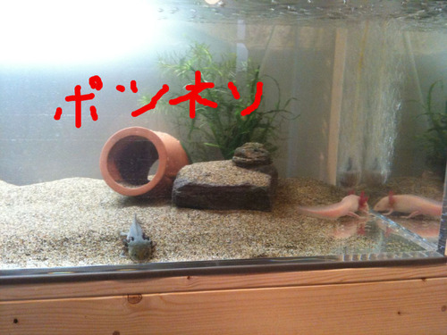 BlogPaint