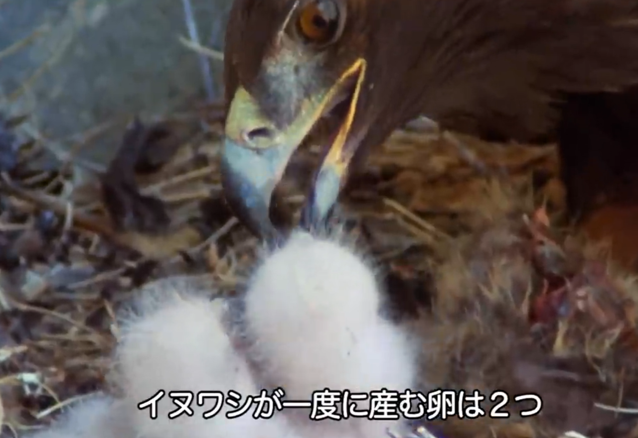 動物をもっと理解したい : イヌワシの生態
