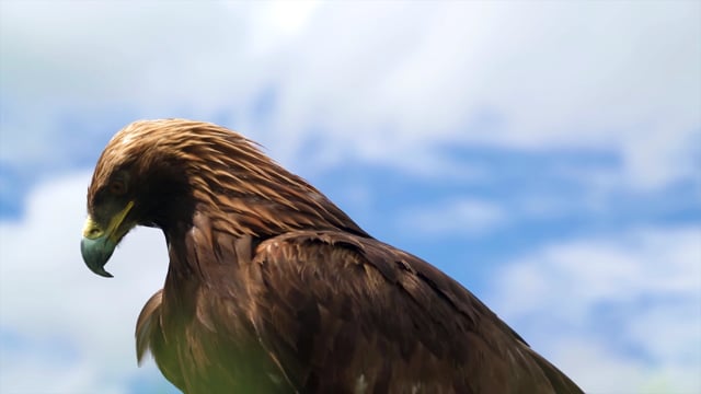 動物をもっと理解したい : イヌワシ