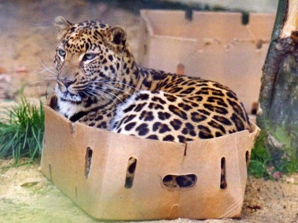 実験 大型ネコ科の動物に段ボール箱を与えてみた結果ｗ あにまぁる