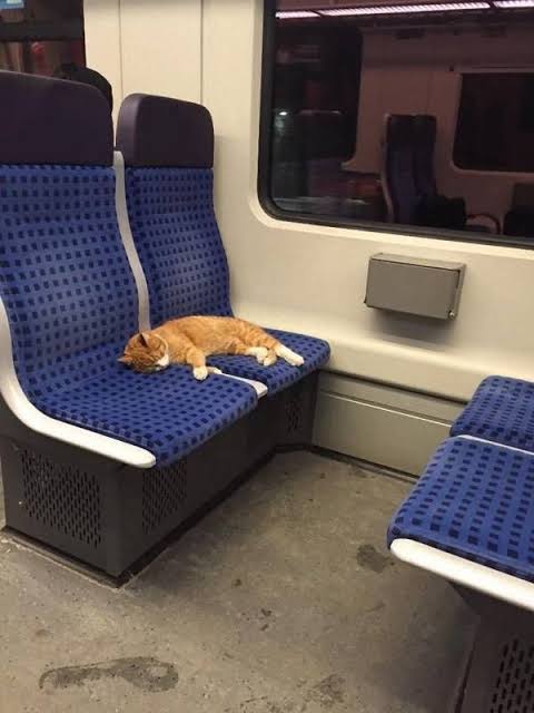 猫も連休最終日は疲れている
