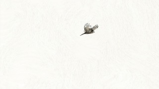 zimage00483-50