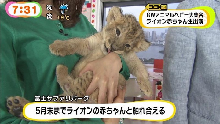 めざましテレビでカトパンの着衣おっぱいがエロい画像30枚 25