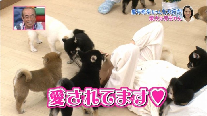 能年玲奈が柴犬の赤ちゃんにペロペロされてるエロ画像　バター犬 20
