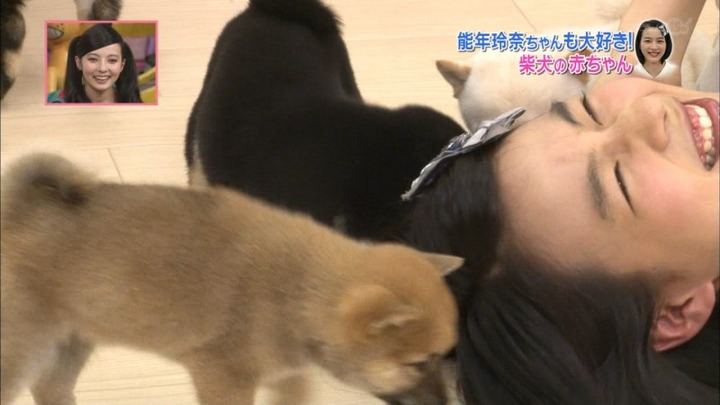 能年玲奈が柴犬の赤ちゃんにペロペロされてるエロ画像　バター犬 15