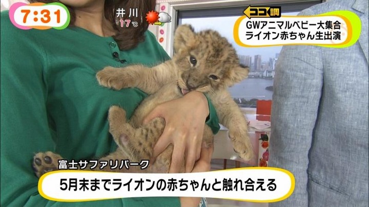 めざましテレビでカトパンの着衣おっぱいがエロい画像30枚 24