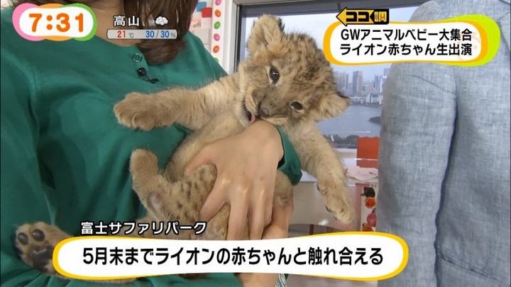 めざましテレビでカトパンの着衣おっぱいがエロい画像30枚 26