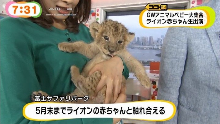 めざましテレビでカトパンの着衣おっぱいがエロい画像30枚 22