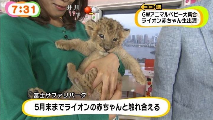 めざましテレビでカトパンの着衣おっぱいがエロい画像30枚 23
