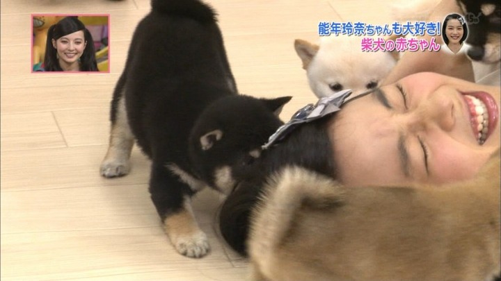 能年玲奈が柴犬の赤ちゃんにペロペロされてるエロ画像　バター犬 16