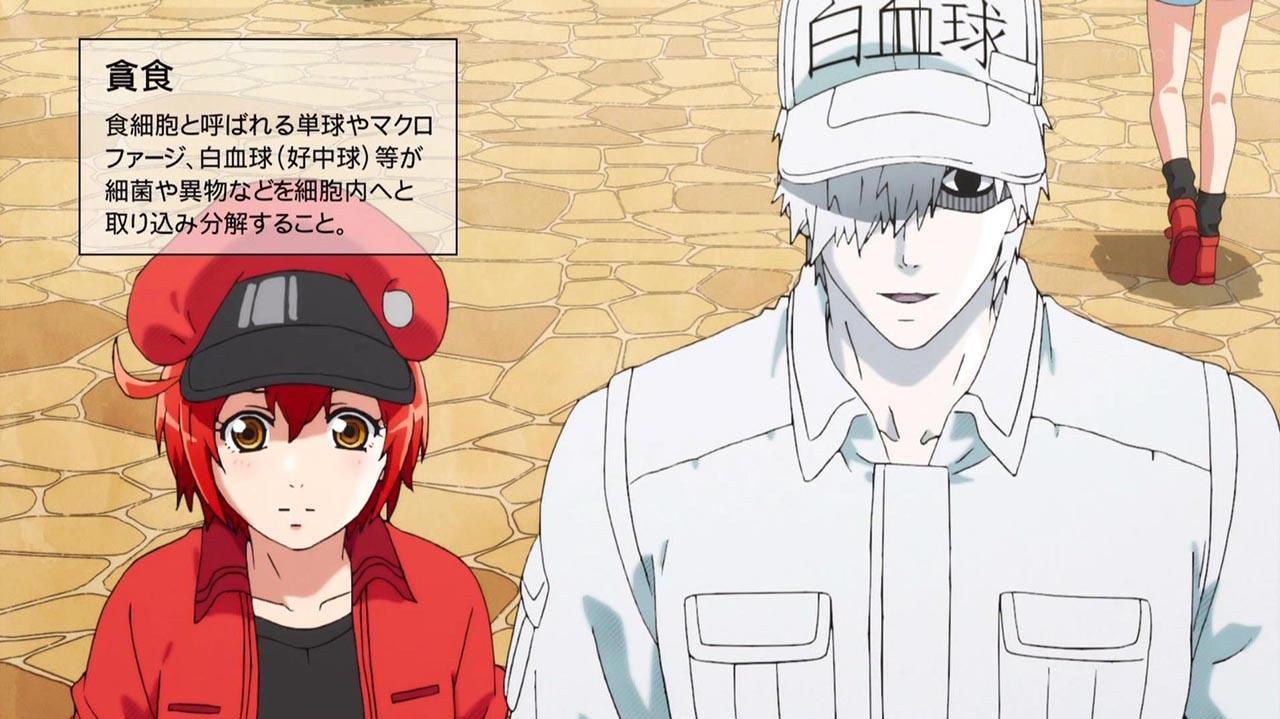 Doujinshi - Cells at Work! / Red Blood Cell (AE3803) & White Blood Cell  (好きっていわなきゃ) / KF