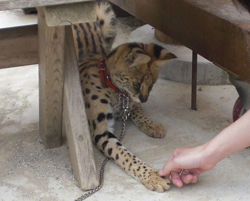 けものフレンズ 大人気のサーバルちゃんにお触りできる動物園があるぞ すごーい かーわいー あにれこ けものフレンズ 大人気のサーバルちゃんにお触りできる動物園があるぞ すごーい かーわいー あにれこ