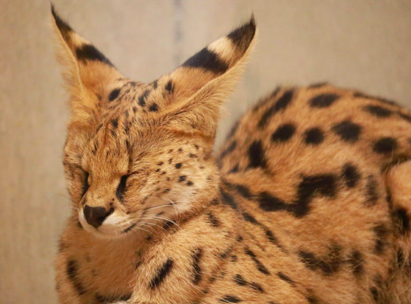 Nhk け フレ難民に緊急支援策を決定しました あにれこ