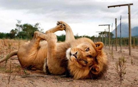 【ｸｿﾜﾛﾀ】正直これをこえる面白gifは無いと思う