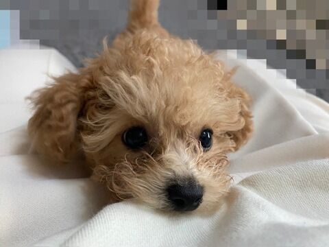 SKE杉山歩南ちゃん、家族が増えたことをご報告