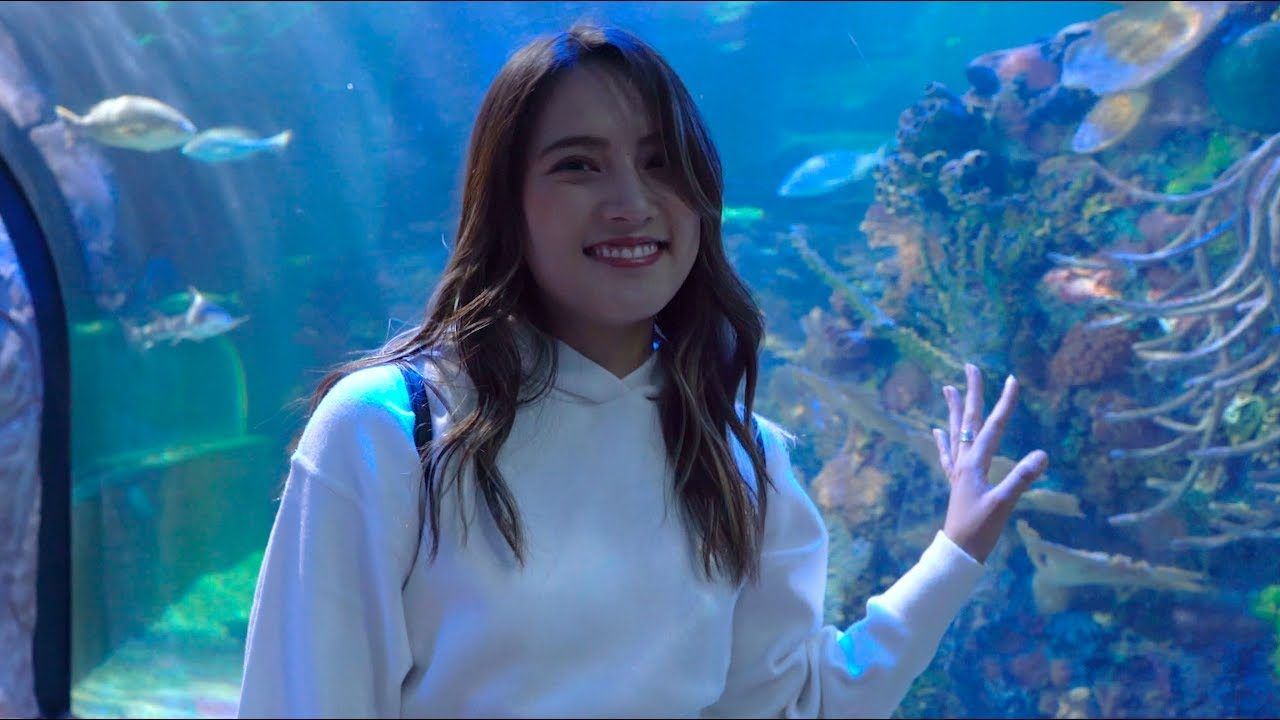 【動画】AKB48 入山杏奈 ＊ 水族館【IDOL JAPONESA EN MÉXICO】