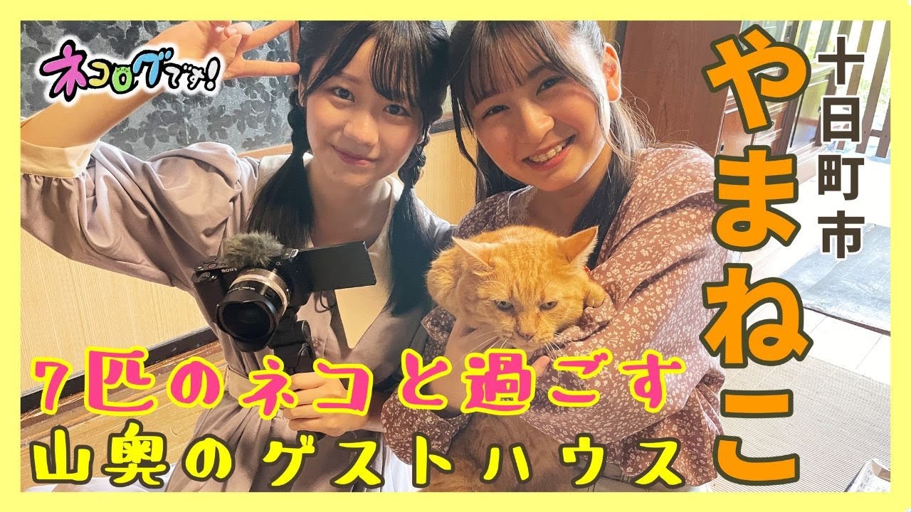 【動画】NGT48 新井りりの・水津菜月「ネコログです！」#3：7匹のネコと過ごす 山奥の古民家ゲストハウス【十日町市・やまねこ】
