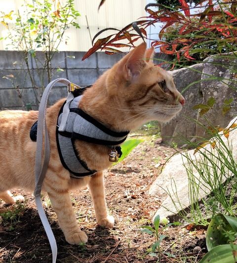 【悲報】佐藤七海の飼い猫が逃げ出す【にゃん太の悲劇再び】