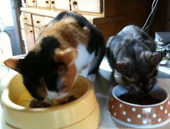 fune&gure
